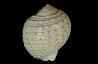 藏品(花點鶉螺)的圖片